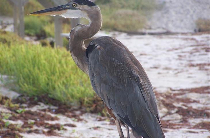 sea ranch south padre island menu