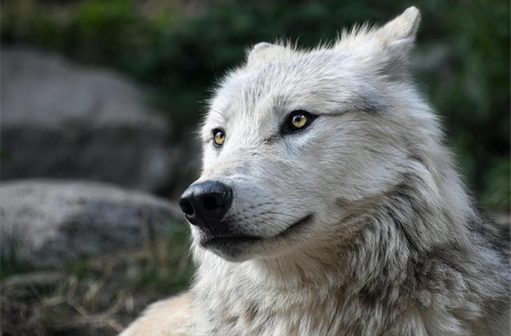 wolf diamonds houston
