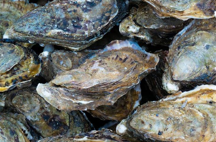 grey oyster