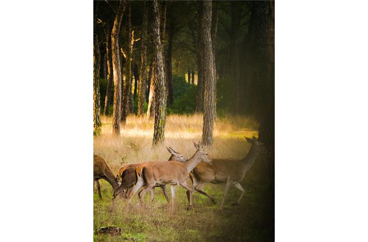 deer park illinois