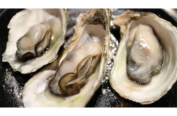 grey oyster