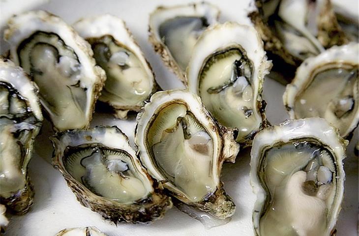 grey oyster